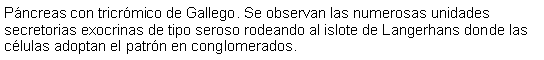 Cuadro de texto: Pncreas con tricrmico de Gallego. Se observan las numerosas unidades secretorias exocrinas de tipo seroso rodeando al islote de Langerhans donde las clulas adoptan el patrn en conglomerados.