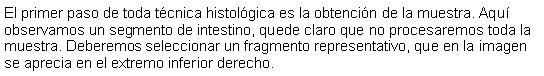 Cuadro de texto: El primer paso de toda tcnica histolgica es la obtencin de la muestra. Aqu observamos un segmento de intestino, quede claro que no procesaremos toda la muestra. Deberemos seleccionar un fragmento representativo, que en la imagen se aprecia en el extremo inferior derecho.