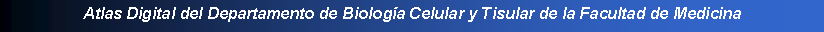 Cuadro de texto: Atlas Digital del Departamento de Biologa Celular y Tisular de la Facultad de Medicina