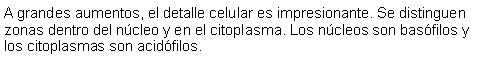 Cuadro de texto: A grandes aumentos, el detalle celular es impresionante. Se distinguen zonas dentro del ncleo y en el citoplasma. Los ncleos son basfilos y los citoplasmas son acidfilos.