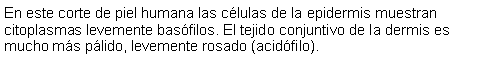 Cuadro de texto: En este corte de piel humana las clulas de la epidermis muestran citoplasmas levemente basfilos. El tejido conjuntivo de la dermis es mucho ms plido, levemente rosado (acidfilo).