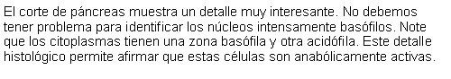 Cuadro de texto: El corte de páncreas muestra un detalle muy interesante. No debemos tener problema para identificar los núcleos intensamente basófilos. Note que los citoplasmas tienen una zona basófila y otra acidófila. Este detalle histológico permite afirmar que estas células son anabólicamente activas.
