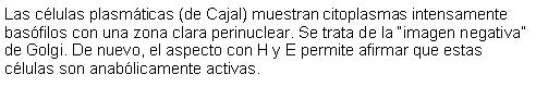 Cuadro de texto: Las clulas plasmticas (de Cajal) muestran citoplasmas intensamente basfilos con una zona clara perinuclear. Se trata de la imagen negativa de Golgi. De nuevo, el aspecto con H y E permite afirmar que estas clulas son anablicamente activas. 