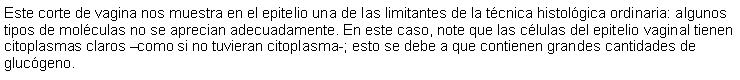 Cuadro de texto: Este corte de vagina nos muestra en el epitelio una de las limitantes de la tcnica histolgica ordinaria: algunos tipos de molculas no se aprecian adecuadamente. En este caso, note que las clulas del epitelio vaginal tienen citoplasmas claros como si no tuvieran citoplasma-; esto se debe a que contienen grandes cantidades de glucgeno.  