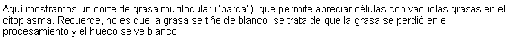 Cuadro de texto: Aqu mostramos un corte de grasa multilocular (parda), que permite apreciar clulas con vacuolas grasas en el citoplasma. Recuerde, no es que la grasa se tie de blanco; se trata de que la grasa se perdi en el procesamiento y el hueco se ve blanco