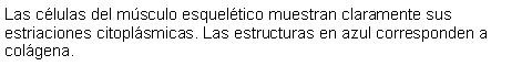 Cuadro de texto: Las clulas del msculo esqueltico muestran claramente sus estriaciones citoplsmicas. Las estructuras en azul corresponden a colgena. 