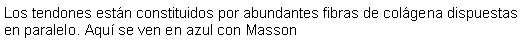 Cuadro de texto: Los tendones estn constituidos por abundantes fibras de colgena dispuestas en paralelo. Aqu se ven en azul con Masson