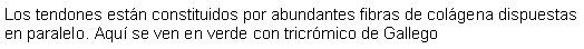 Cuadro de texto: Los tendones estn constituidos por abundantes fibras de colgena dispuestas en paralelo. Aqu se ven en verde con tricrmico de Gallego