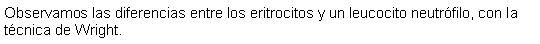 Cuadro de texto: Observamos las diferencias entre los eritrocitos y un leucocito neutrfilo, con la tcnica de Wright.