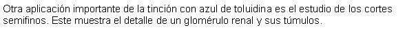 Cuadro de texto: Otra aplicacin importante de la tincin con azul de toluidina es el estudio de los cortes semifinos. Este muestra el detalle de un glomrulo renal y sus tmulos. 