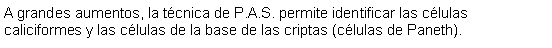 Cuadro de texto: A grandes aumentos, la técnica de P.A.S. permite identificar las células caliciformes y las células de la base de las criptas (células de Paneth).
