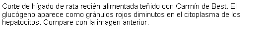 Cuadro de texto: Corte de hgado de rata recin alimentada teido con Carmn de Best. El glucgeno aparece como grnulos rojos diminutos en el citoplasma de los hepatocitos. Compare con la imagen anterior. 