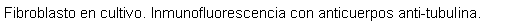 Cuadro de texto: Fibroblasto en cultivo. Inmunofluorescencia con anticuerpos anti-tubulina.