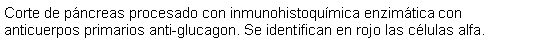 Cuadro de texto: Corte de pncreas procesado con inmunohistoqumica enzimtica con anticuerpos primarios anti-glucagon. Se identifican en rojo las clulas alfa.