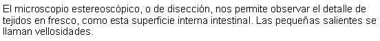 Cuadro de texto: El microscopio estereoscpico, o de diseccin, nos permite observar el detalle de tejidos en fresco, como esta superficie interna intestinal. Las pequeas salientes se llaman vellosidades.