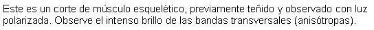 Cuadro de texto: Este es un corte de msculo esqueltico, previamente teido y observado con luz polarizada. Observe el intenso brillo de las bandas transversales (anistropas).