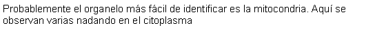 Cuadro de texto: Probablemente el organelo ms fcil de identificar es la mitocondria. Aqu se observan varias nadando en el citoplasma