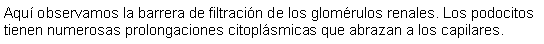 Cuadro de texto: Aqu observamos la barrera de filtracin de los glomrulos renales. Los podocitos tienen numerosas prolongaciones citoplsmicas que abrazan a los capilares. 