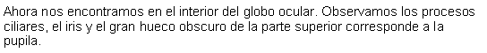 Cuadro de texto: Ahora nos encontramos en el interior del globo ocular. Observamos los procesos ciliares, el iris y el gran hueco obscuro de la parte superior corresponde a la pupila. 