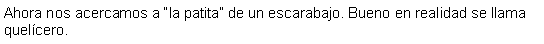 Cuadro de texto: Ahora nos acercamos a la patita de un escarabajo. Bueno en realidad se llama quelcero.