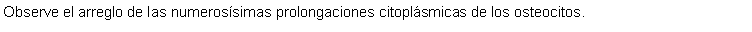 Cuadro de texto: Observe el arreglo de las numerossimas prolongaciones citoplsmicas de los osteocitos. 