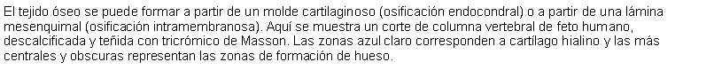 Cuadro de texto: El tejido seo se puede formar a partir de un molde cartilaginoso (osificacin endocondral) o a partir de una lmina mesenquimal (osificacin intramembranosa). Aqu se muestra un corte de columna vertebral de feto humano, descalcificada y teida con tricrmico de Masson. Las zonas azul claro corresponden a cartlago hialino y las ms centrales y obscuras representan las zonas de formacin de hueso.