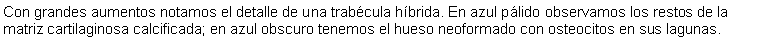 Cuadro de texto: Con grandes aumentos notamos el detalle de una trabcula hbrida. En azul plido observamos los restos de la matriz cartilaginosa calcificada; en azul obscuro tenemos el hueso neoformado con osteocitos en sus lagunas.