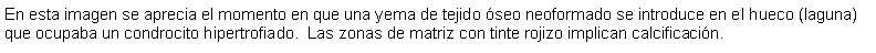 Cuadro de texto: En esta imagen se aprecia el momento en que una yema de tejido seo neoformado se introduce en el hueco (laguna) que ocupaba un condrocito hipertrofiado.  Las zonas de matriz con tinte rojizo implican calcificacin.