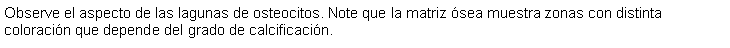 Cuadro de texto: Observe el aspecto de las lagunas de osteocitos. Note que la matriz sea muestra zonas con distinta coloracin que depende del grado de calcificacin. 