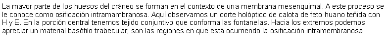 Cuadro de texto: La mayor parte de los huesos del crneo se forman en el contexto de una membrana mesenquimal. A este proceso se le conoce como osificacin intramambranosa. Aqu observamos un corte holptico de calota de feto huano teida con H y E. En la porcin central tenemos tejido conjuntivo que conforma las fontanelas. Hacia los extremos podemos apreciar un material basfilo trabecular; son las regiones en que est ocurriendo la osificacin intramembranosa.  