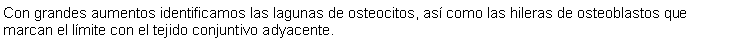 Cuadro de texto: Con grandes aumentos identificamos las lagunas de osteocitos, as como las hileras de osteoblastos que marcan el lmite con el tejido conjuntivo adyacente.