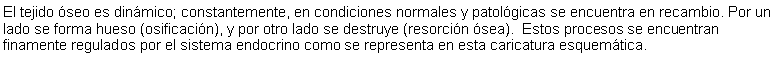 Cuadro de texto: El tejido seo es dinmico; constantemente, en condiciones normales y patolgicas se encuentra en recambio. Por un lado se forma hueso (osificacin), y por otro lado se destruye (resorcin sea).  Estos procesos se encuentran finamente regulados por el sistema endocrino como se representa en esta caricatura esquemtica.