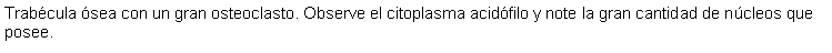 Cuadro de texto: Trabcula sea con un gran osteoclasto. Observe el citoplasma acidfilo y note la gran cantidad de ncleos que posee.