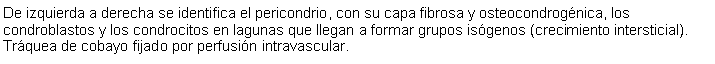 Cuadro de texto: De izquierda a derecha se identifica el pericondrio, con su capa fibrosa y osteocondrognica, los condroblastos y los condrocitos en lagunas que llegan a formar grupos isgenos (crecimiento intersticial). Trquea de cobayo fijado por perfusin intravascular.