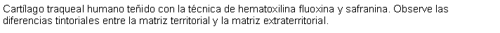 Cuadro de texto: Cartlago traqueal humano teido con la tcnica de hematoxilina fluoxina y safranina. Observe las diferencias tintoriales entre la matriz territorial y la matriz extraterritorial.