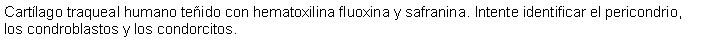 Cuadro de texto: Cartlago traqueal humano teido con hematoxilina fluoxina y safranina. Intente identificar el pericondrio, los condroblastos y los condorcitos.