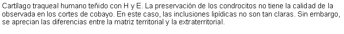 Cuadro de texto: Cartlago traqueal humano teido con H y E. La preservacin de los condrocitos no tiene la calidad de la observada en los cortes de cobayo. En este caso, las inclusiones lipdicas no son tan claras. Sin embargo, se aprecian las diferencias entre la matriz territorial y la extraterritorial. 