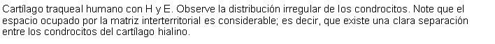 Cuadro de texto: Cartlago traqueal humano con H y E. Observe la distribucin irregular de los condrocitos. Note que el espacio ocupado por la matriz interterritorial es considerable; es decir, que existe una clara separacin entre los condrocitos del cartlago hialino. 