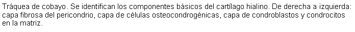 Cuadro de texto: Trquea de cobayo. Se identifican los componentes bsicos del cartlago hialino. De derecha a izquierda: capa fibrosa del pericondrio, capa de clulas osteocondrognicas, capa de condroblastos y condrocitos en la matriz. 