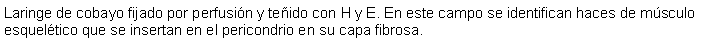 Cuadro de texto: Laringe de cobayo fijado por perfusin y teido con H y E. En este campo se identifican haces de msculo esqueltico que se insertan en el pericondrio en su capa fibrosa. 