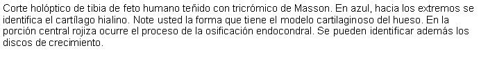 Cuadro de texto: Corte holptico de tibia de feto humano teido con tricrmico de Masson. En azul, hacia los extremos se identifica el cartlago hialino. Note usted la forma que tiene el modelo cartilaginoso del hueso. En la porcin central rojiza ocurre el proceso de la osificacin endocondral. Se pueden identificar adems los discos de crecimiento. 