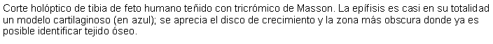 Cuadro de texto: Corte holptico de tibia de feto humano teido con tricrmico de Masson. La epfisis es casi en su totalidad un modelo cartilaginoso (en azul); se aprecia el disco de crecimiento y la zona ms obscura donde ya es posible identificar tejido seo.