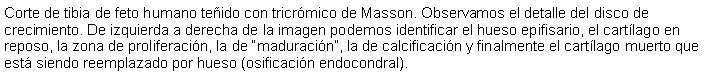 Cuadro de texto: Corte de tibia de feto humano teido con tricrmico de Masson. Observamos el detalle del disco de crecimiento. De izquierda a derecha de la imagen podemos identificar el hueso epifisario, el cartlago en reposo, la zona de proliferacin, la de maduracin, la de calcificacin y finalmente el cartlago muerto que est siendo reemplazado por hueso (osificacin endocondral).