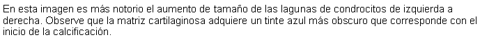 Cuadro de texto: En esta imagen es ms notorio el aumento de tamao de las lagunas de condrocitos de izquierda a derecha. Observe que la matriz cartilaginosa adquiere un tinte azul ms obscuro que corresponde con el inicio de la calcificacin. 