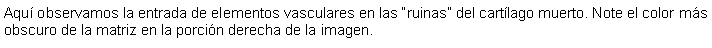 Cuadro de texto: Aqu observamos la entrada de elementos vasculares en las ruinas del cartlago muerto. Note el color ms obscuro de la matriz en la porcin derecha de la imagen.