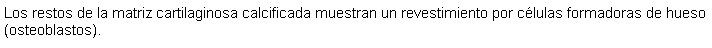 Cuadro de texto: Los restos de la matriz cartilaginosa calcificada muestran un revestimiento por clulas formadoras de hueso (osteoblastos). 