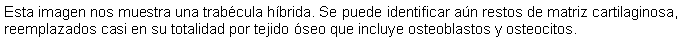 Cuadro de texto: Esta imagen nos muestra una trabcula hbrida. Se puede identificar an restos de matriz cartilaginosa, reemplazados casi en su totalidad por tejido seo que incluye osteoblastos y osteocitos.