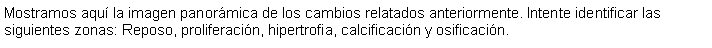 Cuadro de texto: Mostramos aqu la imagen panormica de los cambios relatados anteriormente. Intente identificar las siguientes zonas: Reposo, proliferacin, hipertrofia, calcificacin y osificacin. 