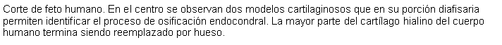 Cuadro de texto: Corte de feto humano. En el centro se observan dos modelos cartilaginosos que en su porcin diafisaria permiten identificar el proceso de osificacin endocondral. La mayor parte del cartlago hialino del cuerpo humano termina siendo reemplazado por hueso.