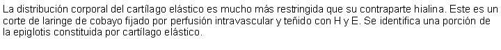 Cuadro de texto: La distribucin corporal del cartlago elstico es mucho ms restringida que su contraparte hialina. Este es un corte de laringe de cobayo fijado por perfusin intravascular y teido con H y E. Se identifica una porcin de la epiglotis constituida por cartlago elstico. 